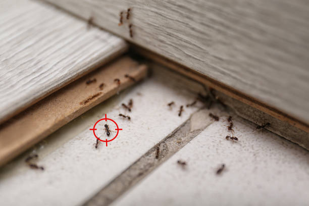 Best Bed Bug Extermination  in Muse, PA
