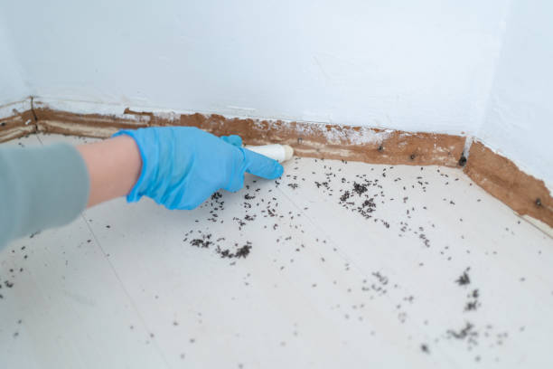 Flea Control Services in Muse, PA